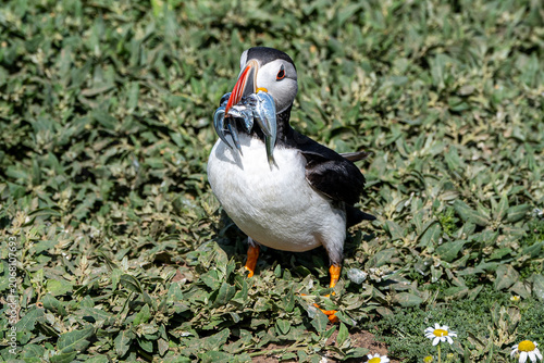 Puffin with a beak full of sand eels, Wales