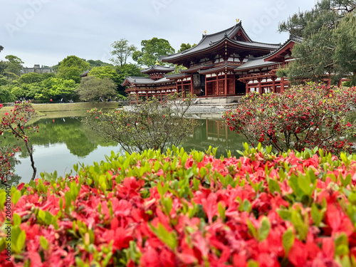 The Phoenix hall of Byodo-in Temple with beautiful foliage in spring in Uji, Japan