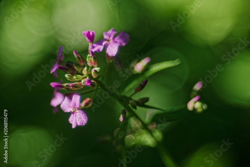 Dame's Rocket, Hesperis matronalis, purple flowers with water drops close-up, low angle macro shot in diffused daylight with shallow depth of field