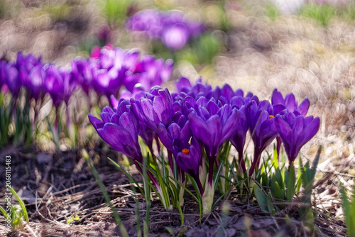 Rhythmic groups of purple crocus flowers in spring garden with dynamic bokeh light and shadow play, artistic macro of blooming saffron on sunlit meadow