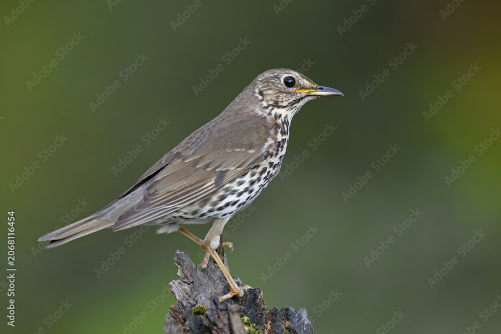 Fototapeta premium Śpiewak (Turdus philomelos)