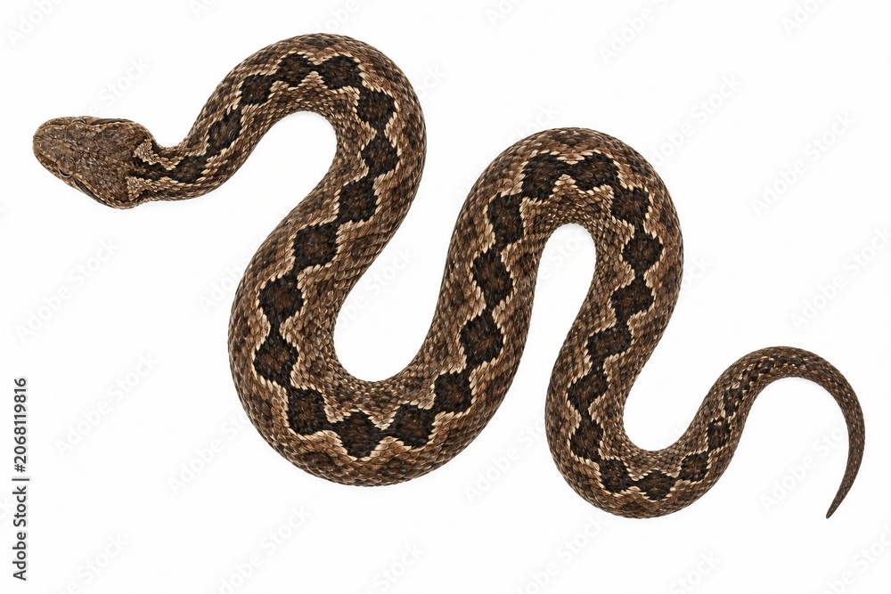 Obraz premium Brown snake coils elegantly against a stark white background. Its scales gleam with earthy tones and dark zigzag patterns. The snake's head is small and alert, showing no aggression