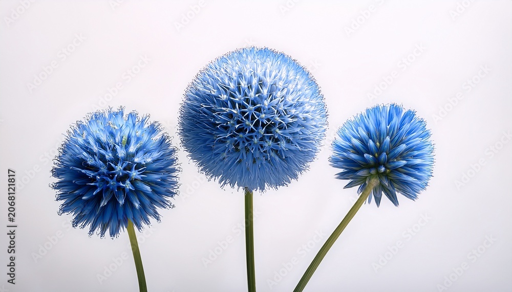 Obraz premium Three Blue Spherical Flowers On Slender Stems Isolated On A Clean White Background Simple Floral Still Life With Soft Light