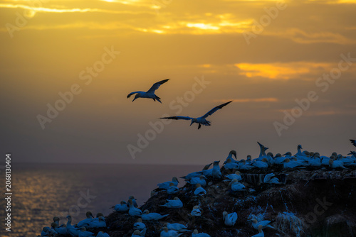 basstölpel sula bassana gannet
