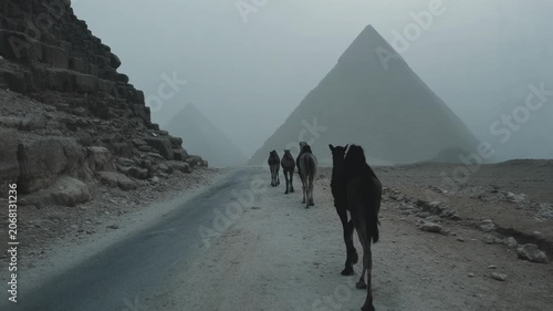 Camel caravan approaching ancient pyramids in misty desert. Historical journey through Egypts Giza plateau. Nomadic travel to iconic stone monuments.