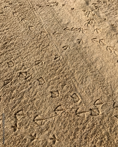 Bird Footprints Scattered Across Wet Sand on a Portuguese Beach