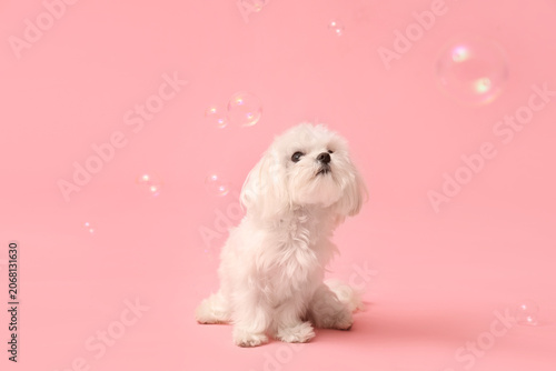 Cute Maltese dog with soap ...