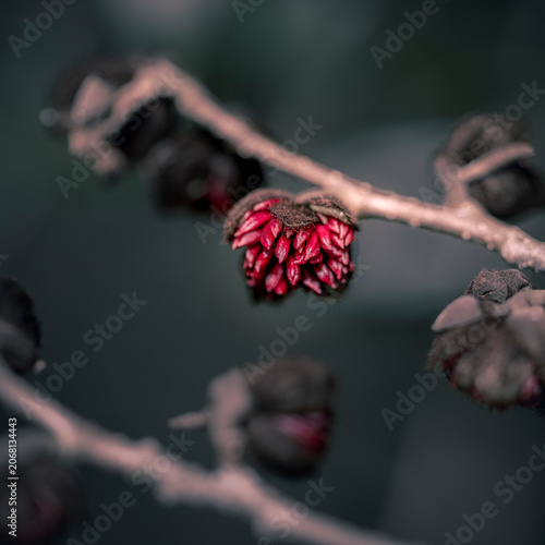 Quadro su tela Closed red flowers on a leafless shrub in a dark setting, close-up, Konstanz, Ba