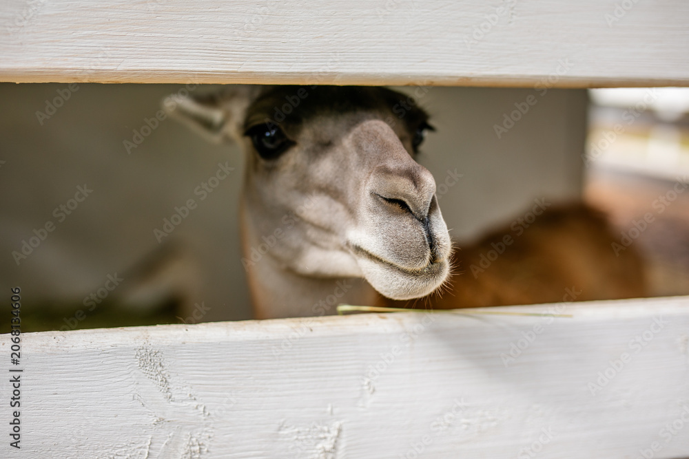 Fototapeta premium Close up portrait of calm alpaca looking through white wooden fence.