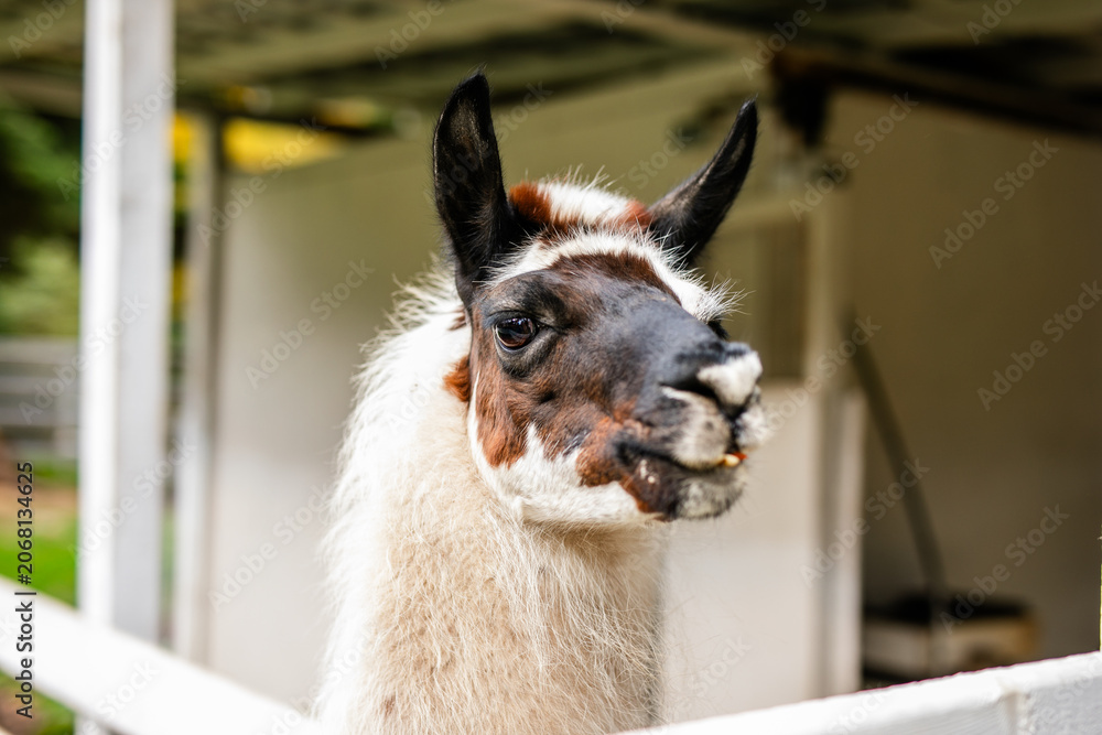 Fototapeta premium Side profile close up of black and white alpaca head beside white fence.