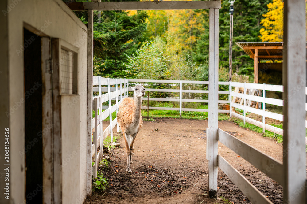 Fototapeta premium Light brown alpaca standing in narrow fenced paddock near stable entrance.