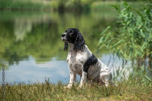 Wet black and white hunting spaniel sits on the shore of a lake on a hot summer day. Walking with a dog outside the city.