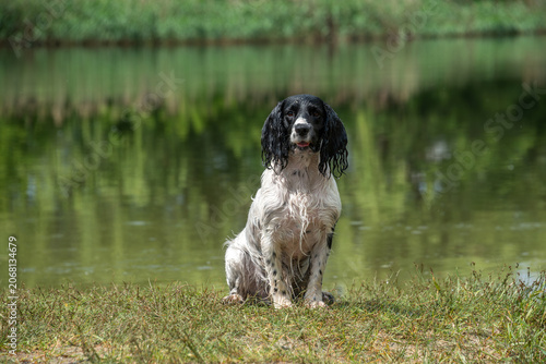 Wet black and white hunting spaniel sits on the shore of a lake on a hot summer day. Walking with a dog outside the city.
