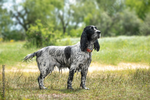 Wet black and white hunting spaniel stands on the shore of a lake on a hot summer day. Walking with a dog outside the city.
