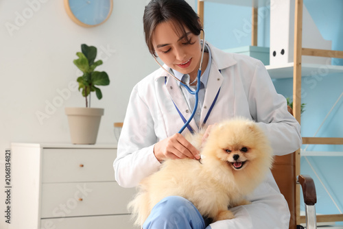 Female veterinarian examining cute Pomeranian dog in clinic