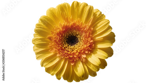 Fotografie Isolated brilliant yellow gerbera daisy bloom with warm orange heart in close-up