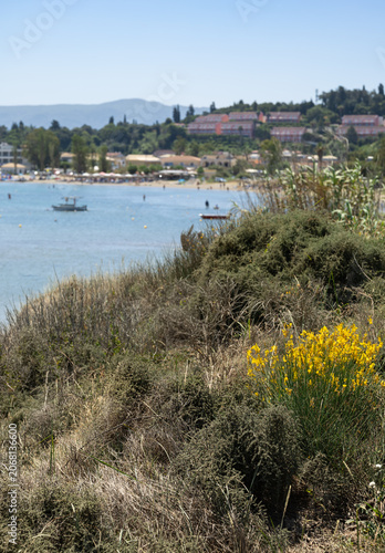 scenic view of a mediterranean sandy beach and blue sea framed by wild coastal vegetation and yellow wildflowers
