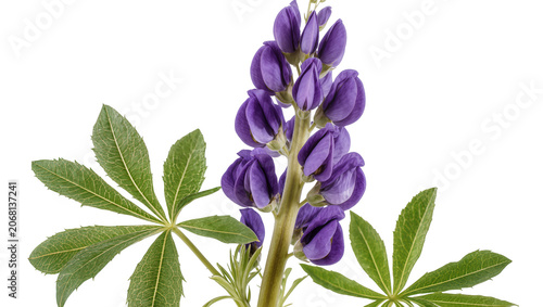Fotografie Isolated vibrant purple lupine flower buds and fresh green leaves on a plant sta