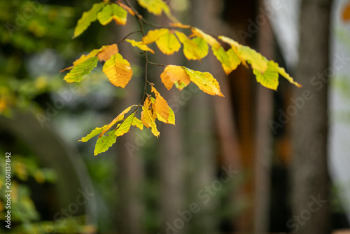 Horizontal close up of green and yellow autumn leaves on a forest branch with blurred tree trunks.