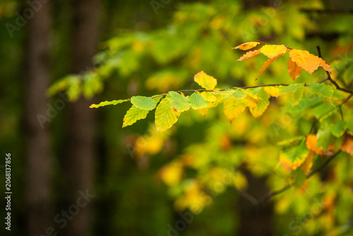 Horizontal close up of green and orange autumn leaves on branch in soft forest light.