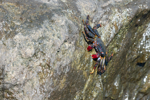 Obraz na plátne Close up of a red rock crab (graspus adscensionis) on a rock on the sea shore