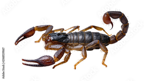 Fotografie Isolated formidable scorpion showing its powerful pincers and curled stinging tail
