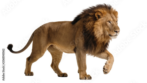 Canvas Print Isolated male lion walking gracefully, majestic big cat on the move, wild animal