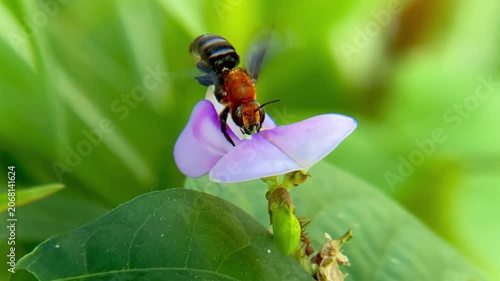Woolly Wall Bee Megachile Lanata Collecting Pollen on Purple Flower