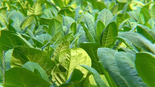 Dense Green Tobacco Crop Field Under Natural Sunlight, Agricultural Background