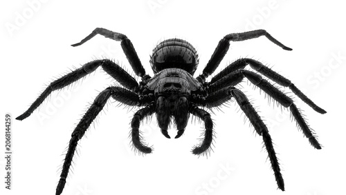 Bild auf Leinwand Isolated dangerous scary dark arachnid with spiky legs, a creepy intimidating ho