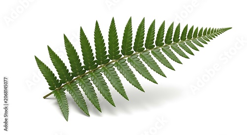 A single isolated green cyrtomium fern leaf frond featuring detailed pinnate structure captured against a clean white background for botanical reference