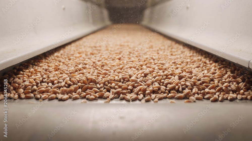 Obraz premium Conveyor belt carries a massive amount of processed wheat grain through an automated industrial facility.