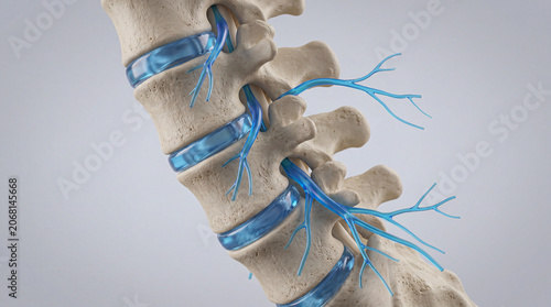 Anatomical 3D Model of Human Lumbar Spine Vertebrae and Intervertebral Discs with Nerves
