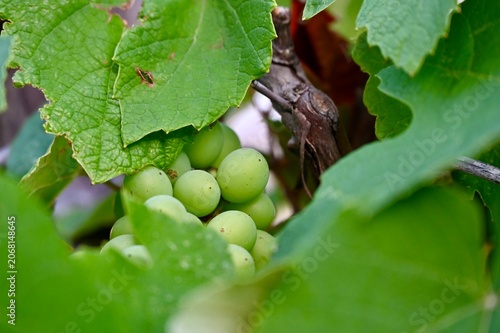 Quadro su tela Horizontal close-up of green grapes ripening on a grapevine with lush green leav