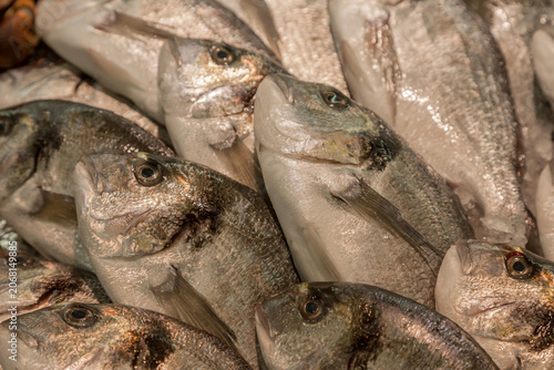 Bild auf Leinwand Fischverkauf frische Doraden (Goldbrassen), Mallorca