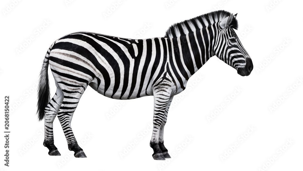 Obraz premium Isolated full body side view of a standing wild zebra with distinctive black and white stripes