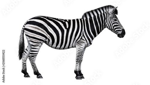 Photography Isolated full body side view of a standing wild zebra with distinctive black and