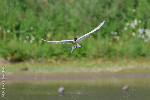 the common tern (Sterna hirundo) at summer breeding grounds