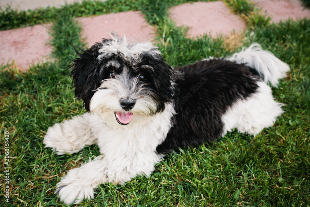 Fototapeta premium Dog lying in grass