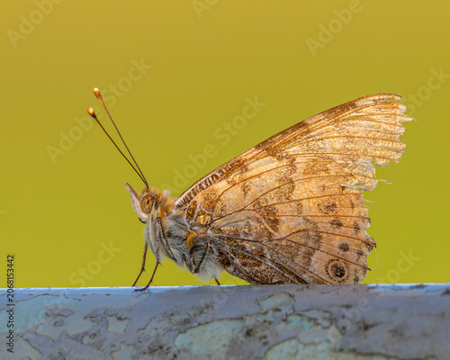 Ragged looking painted lady butterfly on a metal farm gate.