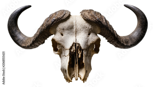 Tableau sur toile Isolated Cape buffalo skull with imposing dark horns, a powerful symbol of wild