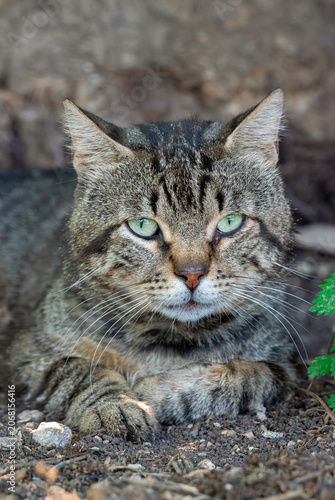 Portrait of a  Grey Tabby Cat