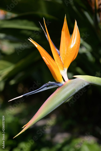 Exotic Bird of Paradise flower blooming against green tropical leaves.
