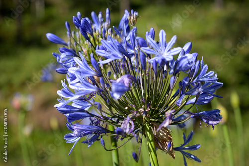 Beautiful blue Agapanthus flowers close up on a blurry green background.