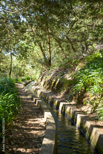 Traditional levada irrigation canal flowing next to a hiking path through a lush green forest in Madeira island.