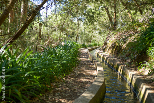 Traditional levada irrigation canal flowing next to a hiking path through a lush green forest in Madeira island.