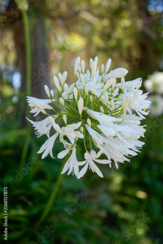Vibrant white African lily flower in full bloom on a sunny day, macro travel photography.