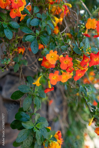 Vibrant orange and red Streptosolen jamesonii flowers blooming on a bush with green leaves.