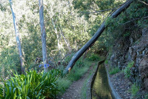 Scenic hiking trail along a water channel called levada, surrounded by trees and green plants in a tropical woodland.