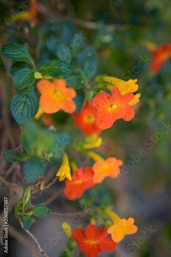 Vibrant orange and red Streptosolen jamesonii flowers blooming on a bush with green leaves.